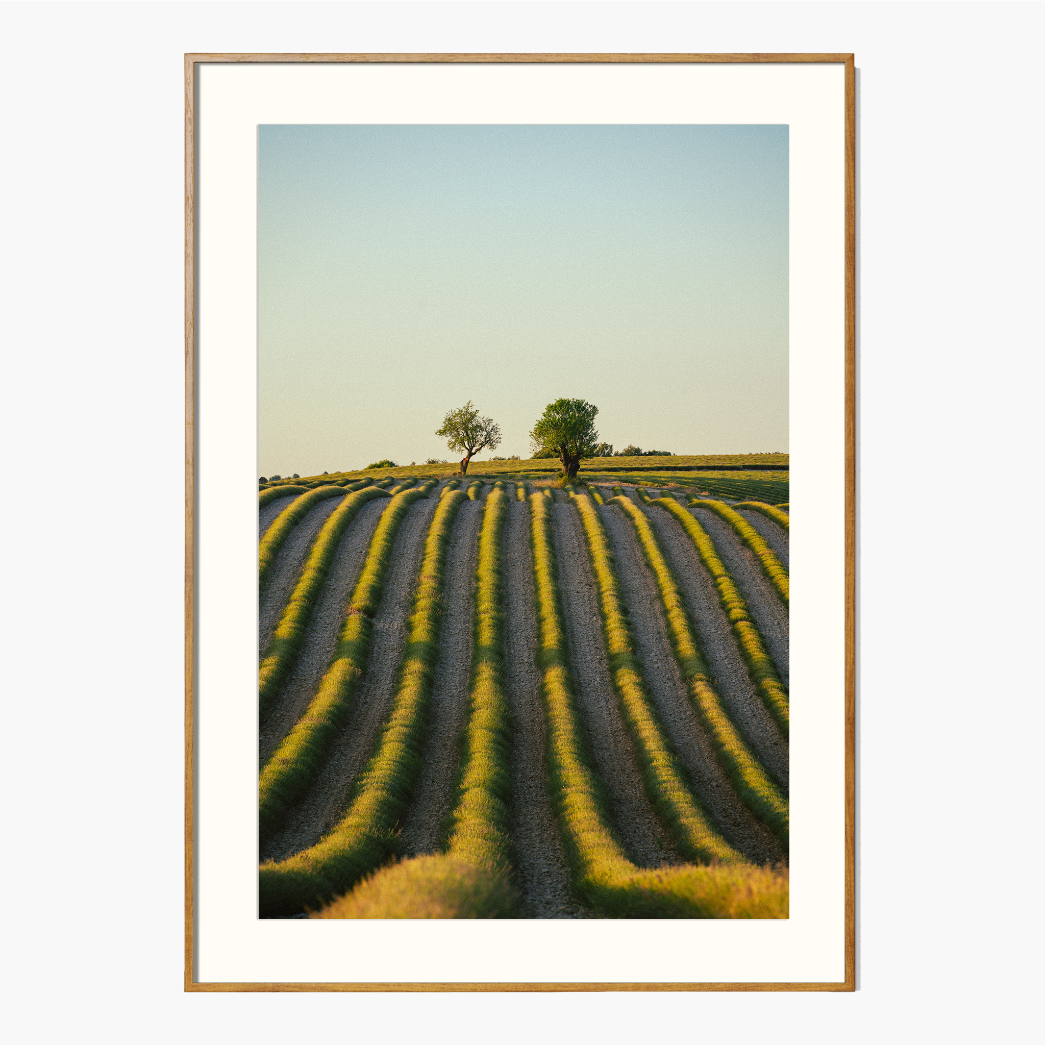 Photographie champs Provence, France